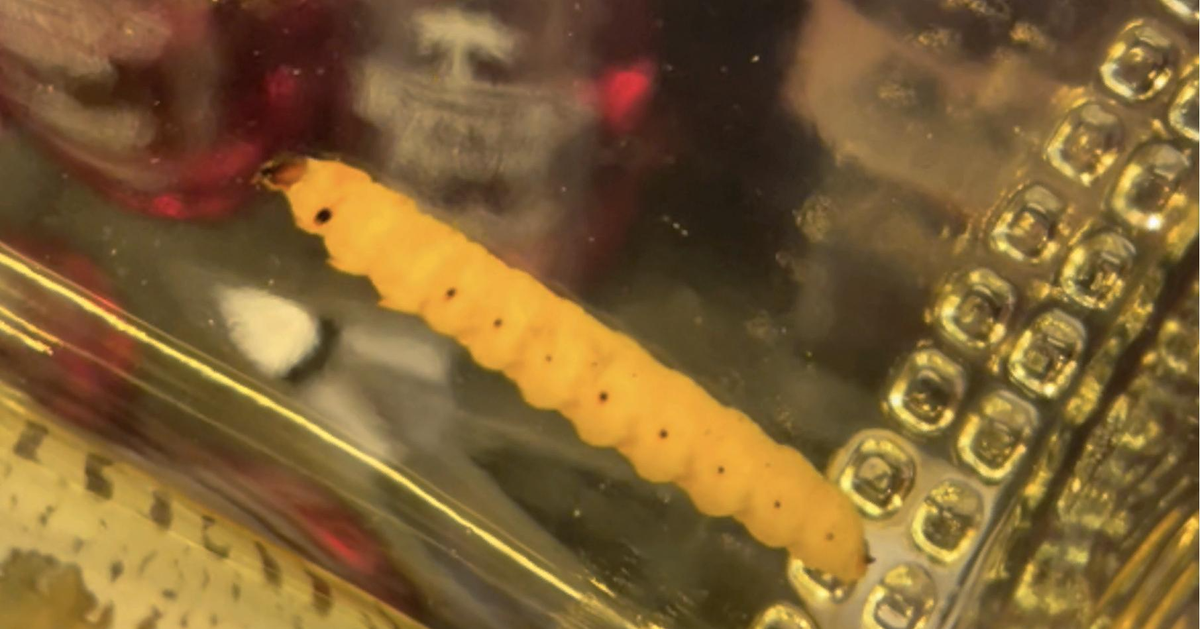 Личинка не разложилась — можно пить: ученые выяснили, каких червей добавляют в мексиканский мескаль